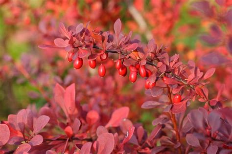 Berberis thunbergii f. atropurpurea (Purple Japanese Barberry)