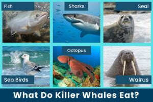 What Do Killer Whales Eat? - Orcas Diet | Earth Reminder