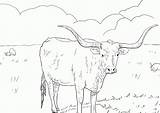 Texas Longhorn Coloring Page  Home sketch template