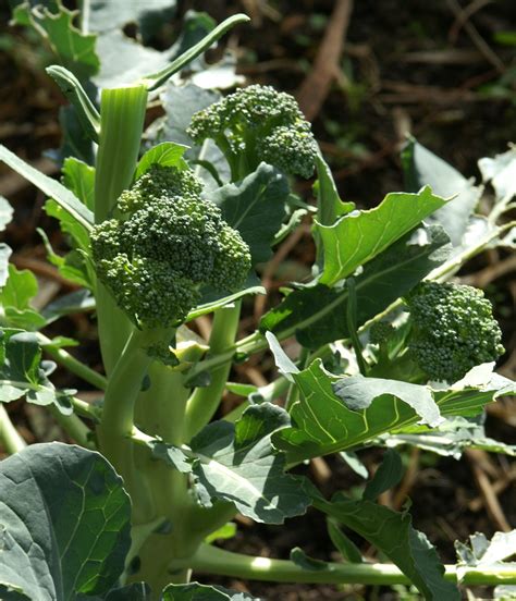 Battling the Aphids – Growing Broccoli | Suburban Tomato