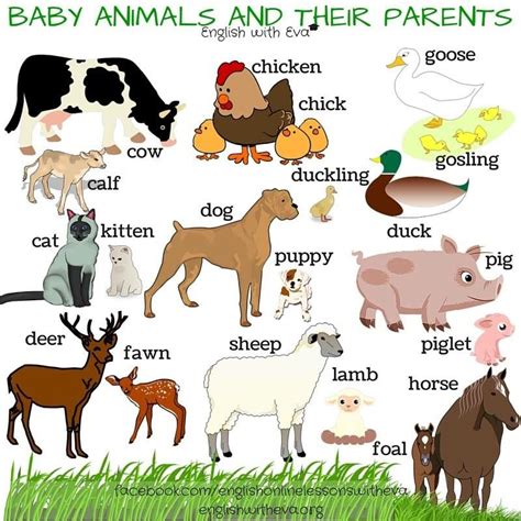 Baby Animals Pictures For Kids