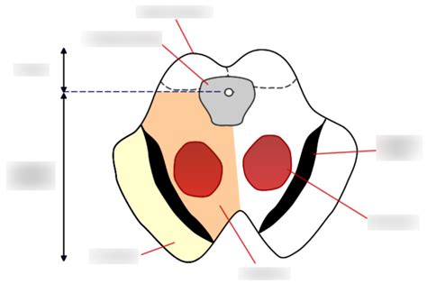 🚧The midbrain - Tectum Diagram | Quizlet