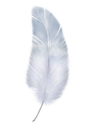 Feather PNG