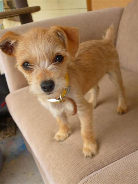 a small brown dog standing on top of a couch