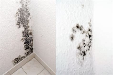 Can You Paint Over Mold in The Bathroom? - Decor Snob