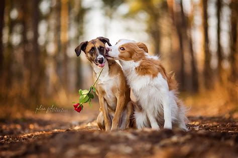 Photos Dogs Two Love Roses Animals