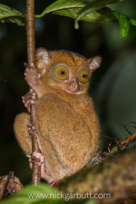 Western Tarsier or Horsfield's Tarsier | Nick Garbutt