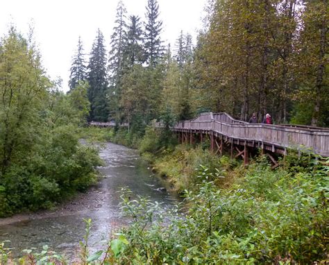 Tips for Visiting Fish Creek in Hyder Alaska to Watch Bears