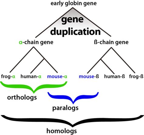 Homology Terminology: Never Say the Wrong Word Again