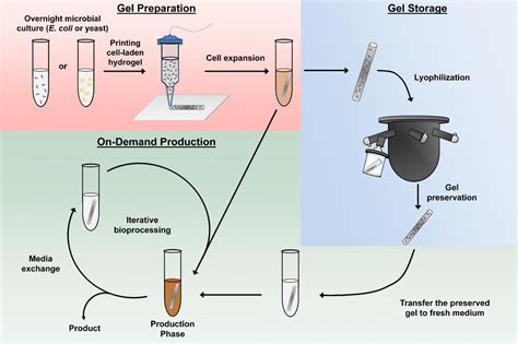 First-of-its-kind hydrogel platform enables on-demand production of ...