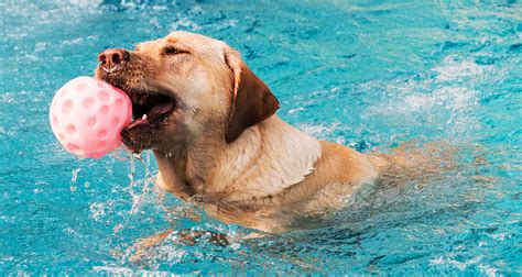 My Labrador won't swim!