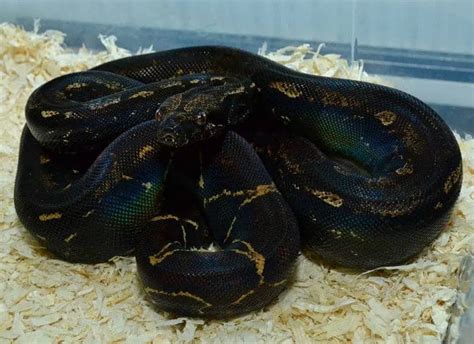 15 Cool Boa Constrictor Morphs With Pictures