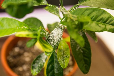 Citrus tree infected with citrus greening. Photo taken 11-29-17 - Citrus Industry Magazine