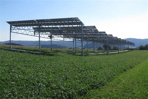 Growth Industry: Agrivoltaics gives new life to solar energy values such as harvest, yield and ...