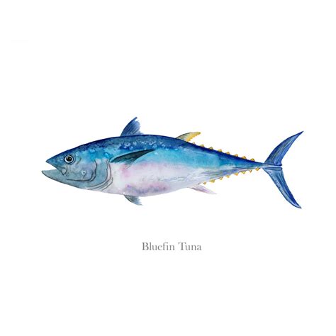 Bluefin Tuna Watercolor Print | Deep Sea Fish Print | Tiny Toes Design