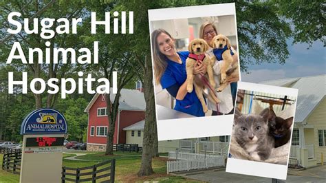 Sugar Hill Animal Hospital: Puppy & Kitten Visit - YouTube