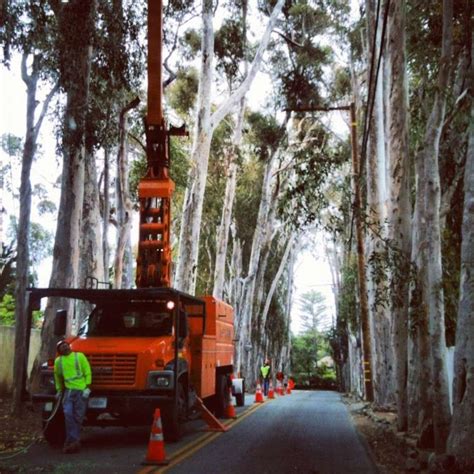 California Eucalyptus Trees | David Joshua Ford