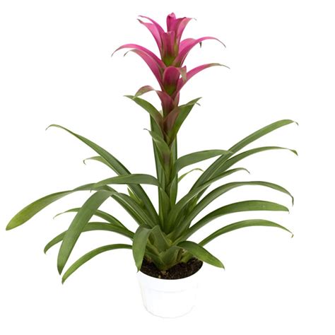 Pink Bromeliad - Plant Jungle