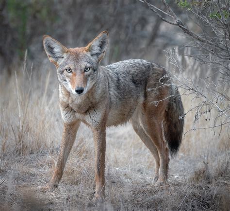 Photographer Alice Cahill spotted this coyote near the edge of the estuary. Photograph sourced ...