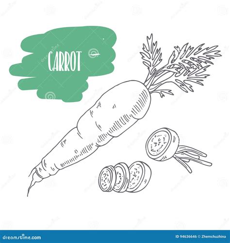 Carrot Sketch Stock Illustrations – 3,588 Carrot Sketch Stock Illustrations, Vectors & Clipart ...