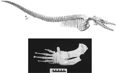 Virtually complete skeleton of Dorudon atrox collected in 1991from Wadi... | Download Scientific ...