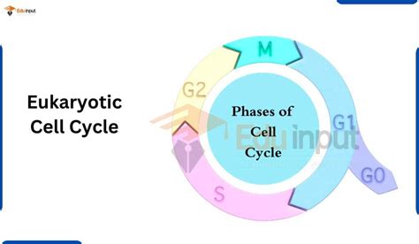 Eukaryotic Cell - Characteristics and Cell Structure