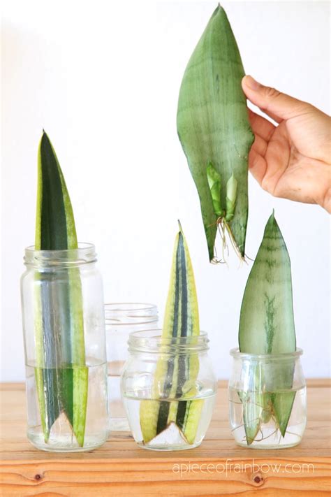 Propagate Sansevieria (Snake Plant): 3 Easy Ways! - A Piece Of Rainbow