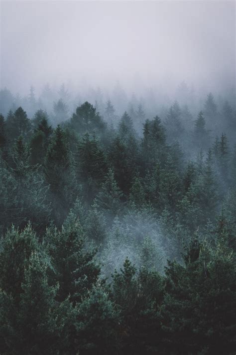 Aesthetic Foggy Forest Wallpapers - Wallpaper Cave