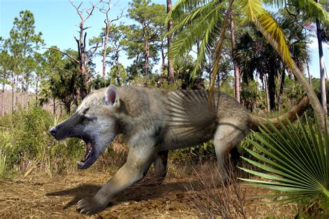 38 million years ago, the beardog was about to take over America - Ars ...