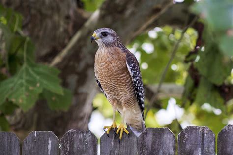 Hawks Common to Central Texas | BirdingLocations