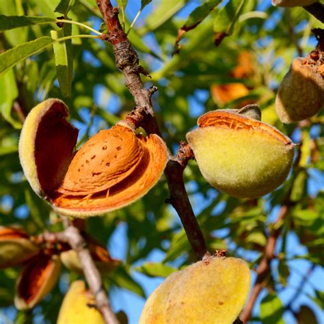 Almond Tree (Hall’s Hardy) | Restoring Eden