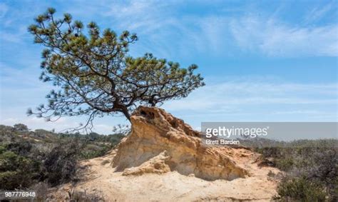 Torrey Pine Tree Photos and Premium High Res Pictures - Getty Images