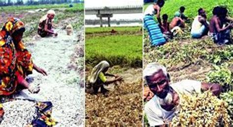 Development and transformed rural landscapes in Bangladesh: The ...