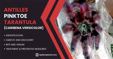 Antilles Pinktoe Tarantula: A Caribbean Jewel That Crawls