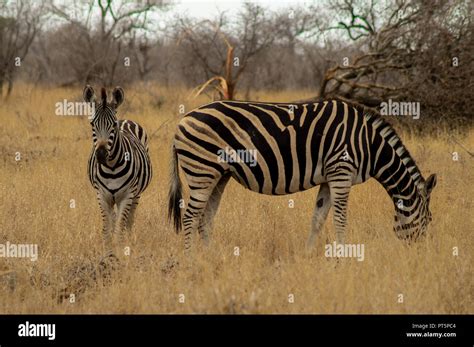 South Africa - Kruger National Park - Big 5 Stock Photo - Alamy