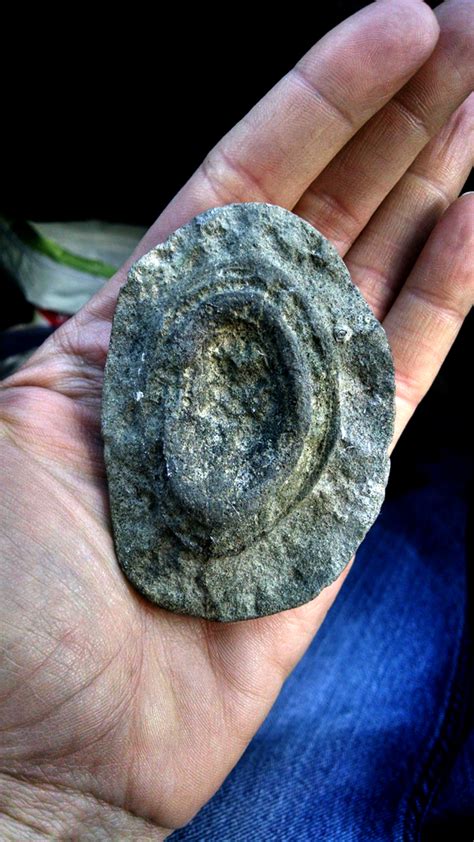 Chiton Fossil? - Fossil ID - The Fossil Forum