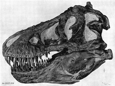 Tyrannosaurus Rex Skull Picture