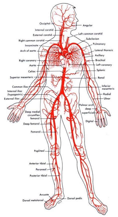 human body arteries and veins - Vernie Danielson