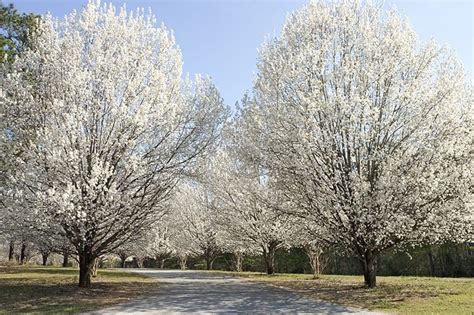 Pear Trees for Sale - Trees.com