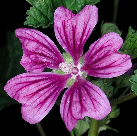 Malva sylvestris (high mallow): Go Botany