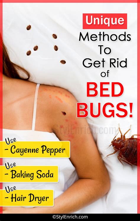 How To Get Rid of Bed Bugs : Let's See Unique Methods!