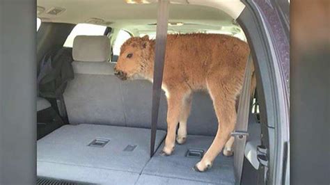 Baby bison euthanized after Yellowstone tourists put it in their SUV ...