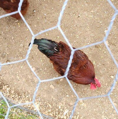 Attachments in thread "UROPYGIAL GLAND INFECTION?" | BackYard Chickens - Learn How to Raise Chickens