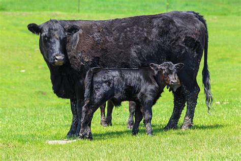 Royalty Free Black Angus Cattle Pictures, Images and Stock Photos - iStock