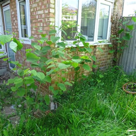 Japanese Knotweed Removal Maidstone, Kent | CYB Environmental