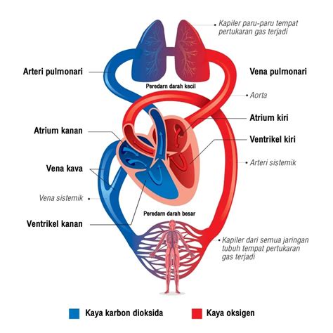 Fungsi Pembuluh Darah Arteri dan Vena | HonestDocs