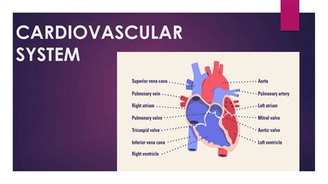 SOLUTION: 12 principles of measurement of cardiac output ecg blood ...