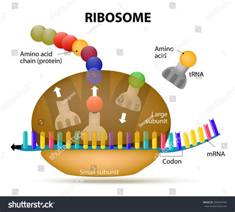 Ribosome During Protein Synthesis. The Interaction Of A Ribosome With Mrna. Process Of ...