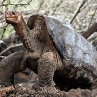 Pinta Island Tortoise Facts and Pictures