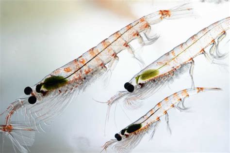 Thrill to the krill – Mongabay Kids